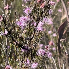 Kunzea parvifolia at Tuggeranong, ACT - 11 Oct 2023