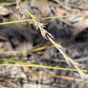 Lepidosperma laterale at Tuggeranong, ACT - 11 Oct 2023 11:57 AM