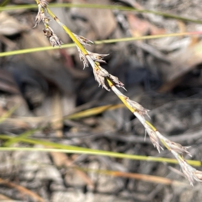 Lepidosperma laterale (Variable Sword Sedge) at Wanniassa Hill - 11 Oct 2023 by JaneR