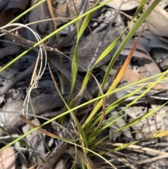 Lepidosperma laterale at Tuggeranong, ACT - 11 Oct 2023 11:57 AM