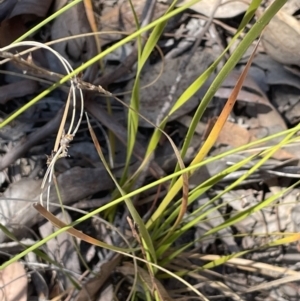 Lepidosperma laterale at Tuggeranong, ACT - 11 Oct 2023 11:57 AM