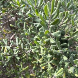 Persoonia rigida at Tuggeranong, ACT - 11 Oct 2023