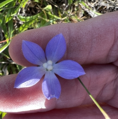 Wahlenbergia stricta subsp. stricta (Tall Bluebell) at Murrumbateman, NSW - 11 Oct 2023 by SimoneC