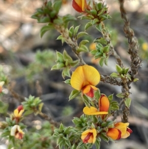 Pultenaea procumbens at Tuggeranong, ACT - 11 Oct 2023