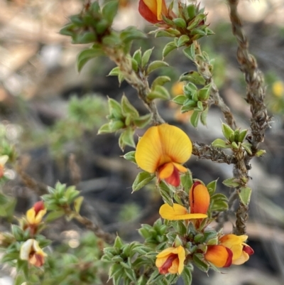 Pultenaea procumbens (Bush Pea) at Wanniassa Hill - 10 Oct 2023 by JaneR