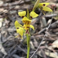 Diuris sulphurea (Tiger Orchid) at Wanniassa Hill - 10 Oct 2023 by JaneR