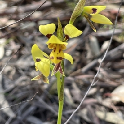 Diuris sulphurea (Tiger Orchid) at Tuggeranong, ACT - 11 Oct 2023 by JaneR
