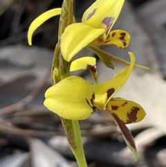 Diuris sulphurea at Tuggeranong, ACT - 11 Oct 2023