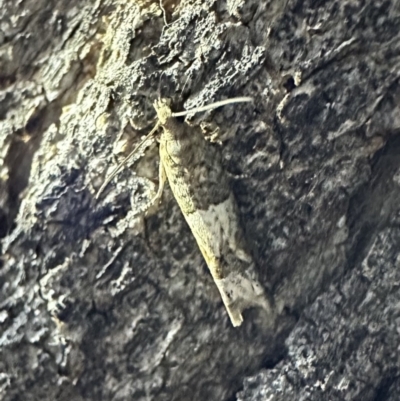 Crocidosema plebejana (Cotton Tipworm Moth) at Corroboree Park - 3 Oct 2023 by Pirom