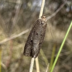 Artiastis (genus) (Chezala Group) at Rendezvous Creek, ACT - 9 Oct 2023 by Pirom