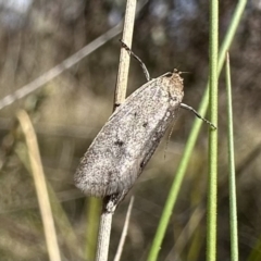 Artiastis (genus) at Rendezvous Creek, ACT - 9 Oct 2023