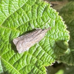 Eudonia cleodoralis (A Crambid moth) at ANBG - 11 Oct 2023 by Pirom