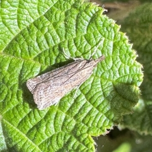 Eudonia cleodoralis at Acton, ACT - 11 Oct 2023