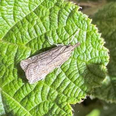 Eudonia cleodoralis (A Crambid moth) at Acton, ACT - 11 Oct 2023 by Pirom