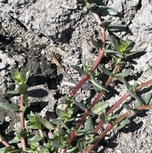 Lythrum hyssopifolia at Tuggeranong, ACT - 11 Oct 2023