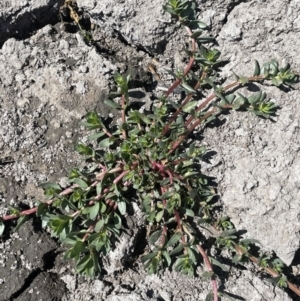 Lythrum hyssopifolia at Tuggeranong, ACT - 11 Oct 2023