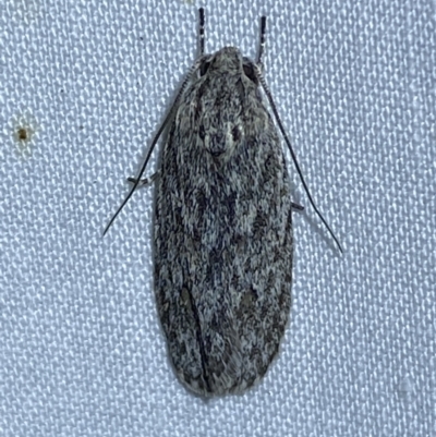 Agriophara (genus) (A concealer moth) at Jerrabomberra, NSW - 11 Oct 2023 by SteveBorkowskis