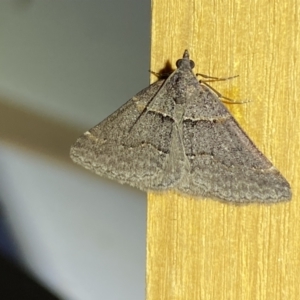 Dichromodes atrosignata at QPRC LGA - 11 Oct 2023