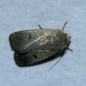 Proteuxoa tibiata at Jerrabomberra, NSW - 11 Oct 2023