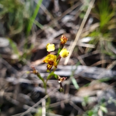 Diuris sp. (A Donkey Orchid) at Denman Prospect 2 Estate Deferred Area (Block 12) - 11 Oct 2023 by WalkYonder