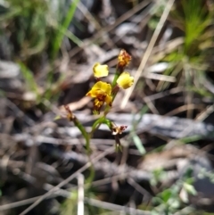 Diuris sp. at Stromlo, ACT - suppressed