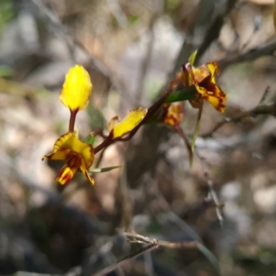 Diuris semilunulata (Late Leopard Orchid) at Denman Prospect 2 Estate Deferred Area (Block 12) - 11 Oct 2023 by WalkYonder