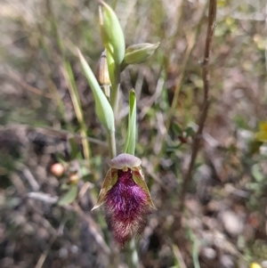 Calochilus platychilus at Denman Prospect, ACT - suppressed