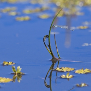 Austrolestes leda at Rendezvous Creek, ACT - 11 Oct 2023