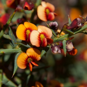 Daviesia ulicifolia subsp. ruscifolia at Rendezvous Creek, ACT - 11 Oct 2023 12:45 PM