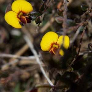 Bossiaea buxifolia at Rendezvous Creek, ACT - 11 Oct 2023 12:48 PM