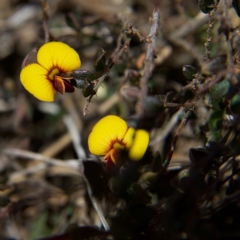 Bossiaea buxifolia at Rendezvous Creek, ACT - 11 Oct 2023 12:48 PM