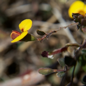 Bossiaea buxifolia at Rendezvous Creek, ACT - 11 Oct 2023 12:48 PM