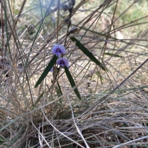 Hovea heterophylla at Rendezvous Creek, ACT - 11 Oct 2023 03:57 PM