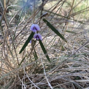 Hovea heterophylla at Rendezvous Creek, ACT - 11 Oct 2023 03:57 PM