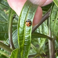 Coelophora inaequalis (Variable Ladybird beetle) at Kangaroo Valley, NSW - 12 Oct 2023 by lbradley