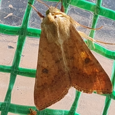 Helicoverpa (genus) (A bollworm) at Isaacs, ACT - 12 Oct 2023 by Mike