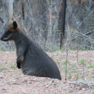 Wallabia bicolor at Tuggeranong, ACT - 10 Oct 2023