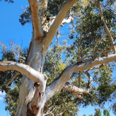 Eucalyptus maidenii (Maiden's Gum, Blue Gum) at Parkes, ACT - 12 Oct 2023 by Steve818