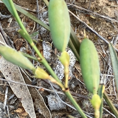 Templetonia stenophylla at Fentons Creek, VIC - 11 Oct 2023 by KL