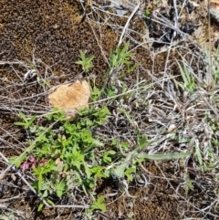 Cullen tenax (Tough Scurf-Pea) at Mawson Ponds - 12 Oct 2023 by Mike