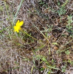 Goodenia pinnatifida at Phillip, ACT - 12 Oct 2023