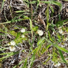 Asperula conferta (Common Woodruff) at Mawson Ponds - 12 Oct 2023 by Mike