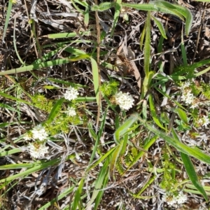 Asperula conferta at Mawson, ACT - 12 Oct 2023