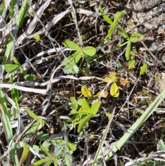 Cullen tenax (Tough Scurf-Pea) at Mawson Ponds - 12 Oct 2023 by Mike