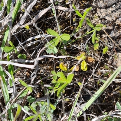 Cullen tenax (Tough Scurf-Pea) at Phillip, ACT - 12 Oct 2023 by Mike