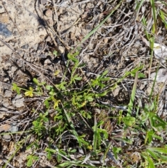 Cullen tenax at Phillip, ACT - 12 Oct 2023 11:32 AM