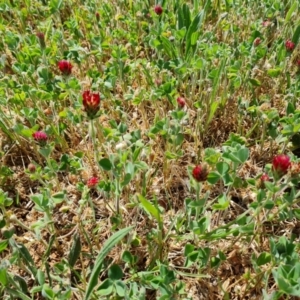 Trifolium incarnatum at Phillip, ACT - 12 Oct 2023