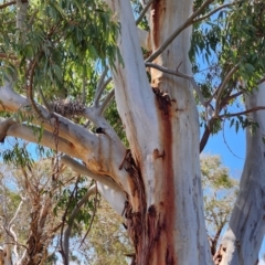 Eucalyptus saligna (Sydney Blue Gum) at Jerrabomberra Wetlands - 12 Oct 2023 by Steve818