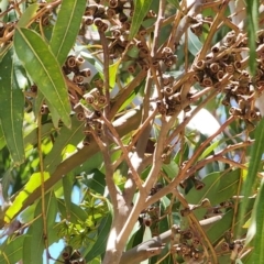 Eucalyptus saligna at Fyshwick, ACT - 12 Oct 2023