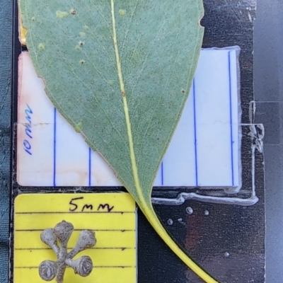 Eucalyptus camphora subsp. humeana (Mountain Swamp Gum) at Fyshwick, ACT - 12 Oct 2023 by Steve818